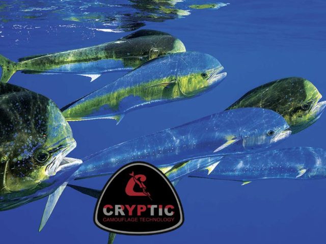 oceansports-lampuga oceansports-lampuga